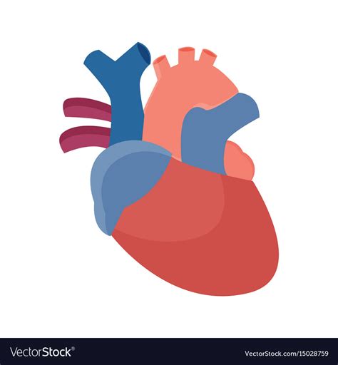 You can download both the original anatomical heart svg and transparent png files on heart category by as 1600x1200p in size for free. Anatomical Heart Svg Free