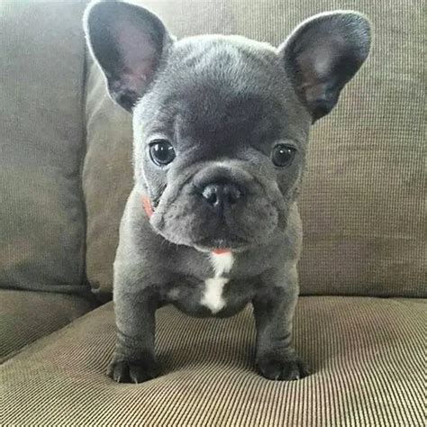 The Complete French Bulldog Puppy Guide For New Frenchie Parents Part