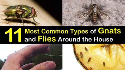 If your lawn and yard are covered in ants, it's time to go after the entire colony. 11 Most Common Types of Gnats and Flies Around the House