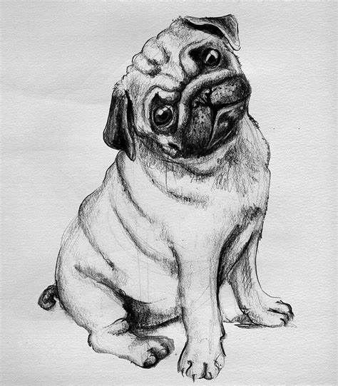 Pug From Olgamurillo On Flickr Animal Sketches Animal Drawings Tatoo