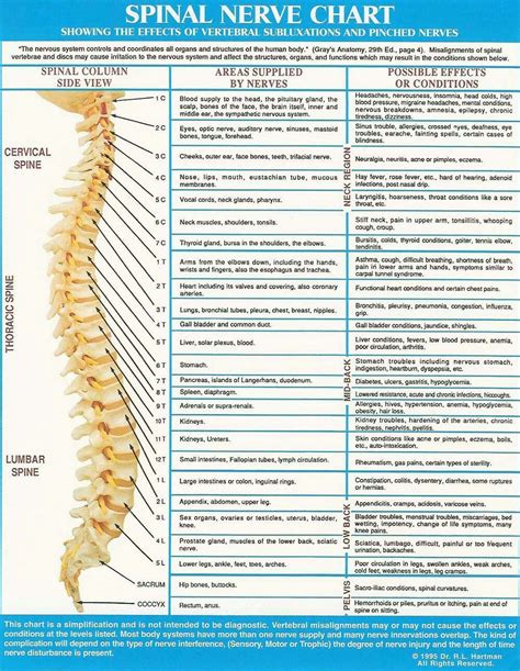 Pin By Ben Shep On Anatomy Spinal Nerve Spine Health Subluxation