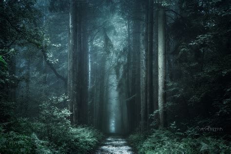 Nature Landscape Photography Forest Dark Path Fall