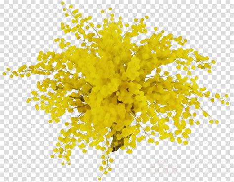 Mimosa Clipart Yellow Plant Tree Transparent Clip Art