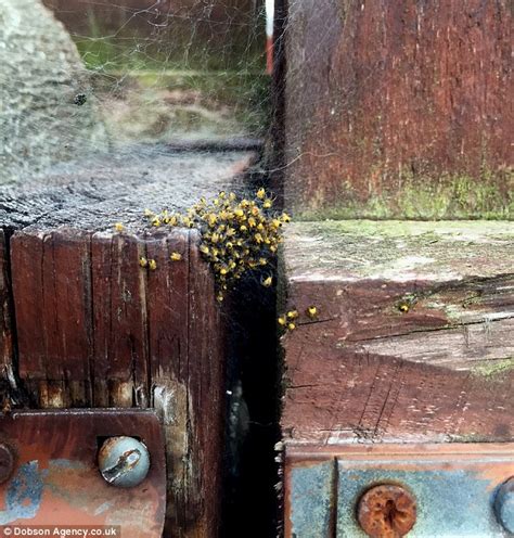 Dan heb je geluk, want hier zijn ze. Clusters of baby yellow spiders spotted up and down the ...