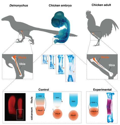Evolution Reversed In Birds, Giving Them A Dinosaur-Like Lower Leg ...