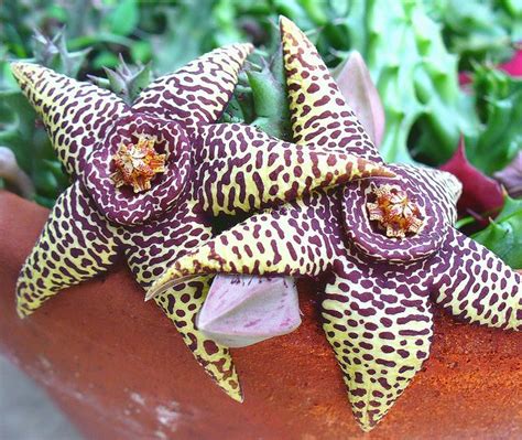 Top dressing of cacti and succulents serves several purposes. Stapelia are small, low growing, spineless, cactus-like ...
