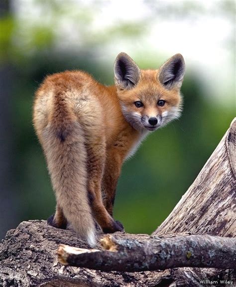 Photo Of The Day Red Fox Kit • The National Wildlife Federation Blog