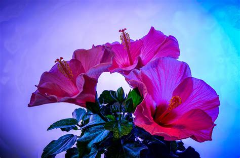 Hibiscus Wallpaper Hd Download