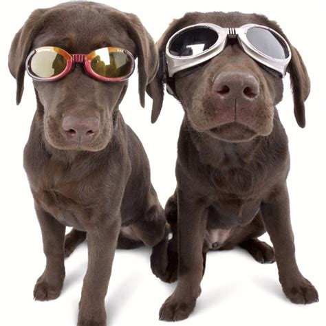 Discount Supplements Popetpop Funny Pet Dog Sunglasses Waterproof Dog