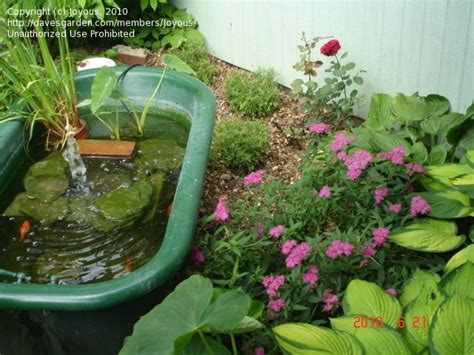 Container blues.delphinium elatum magic fountain 'blue', campanula persicifolia, campanula portenschlagiana in old tin bath. bathtub gardening | Trash to Treasure: Joyous picture ...