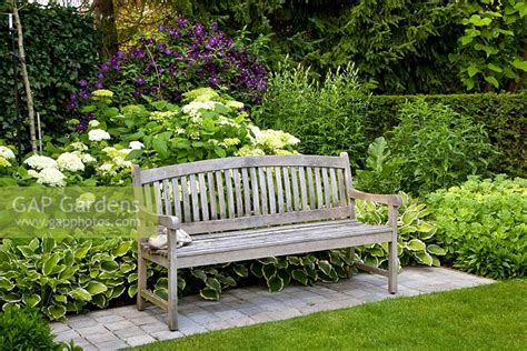 Hydrangeas, also called hortensias, are beautiful plants with big flowers. Wooden bench backed ... stock photo by Elke Borkowski ...