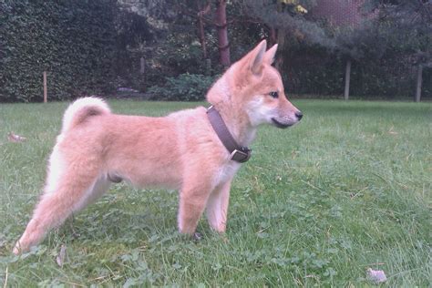 Get it as soon as thu, jun 10. Shiba Inu 3 months old | Shiba inu, Dogs and puppies, I ...