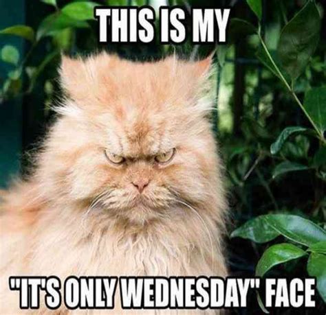 50 Funny Wednesday Quotes Hump Day Memes To Get You Through The Rest