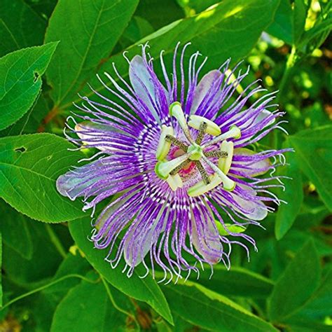 Hardy Passionflower Seeds Passiflora Incarnata 5 Medicinal Herb