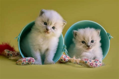 Teacup Ragdoll Cat Price And Characteristics Explained Ragdoll Care