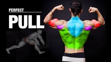 Muscles Involved In Pulling Movements Bodybuilding Wizard