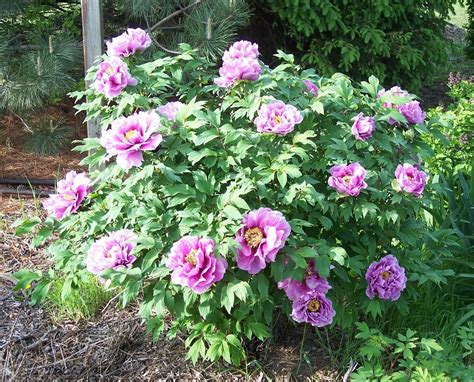 Maybe you would like to learn more about one of these? Tree Peony Blooms - Peonies Forum - GardenWeb. Peony ...