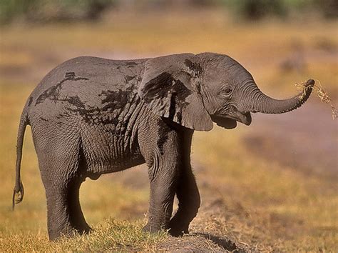 African Elephant Baby Latest Hd Imagespictures 2013