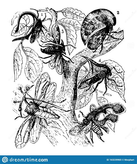 Bugs Vintage Illustration Stock Vector Illustration Of Comprising