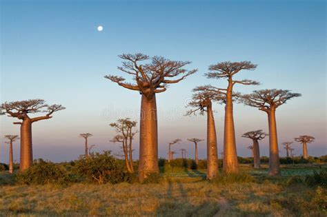 Group Of Baobab Trees Stock Photo Image Of Giant Place