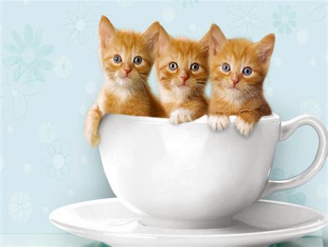 Cute Kitten Wallpaper For Desktop ~ Wallpaperyork Brows