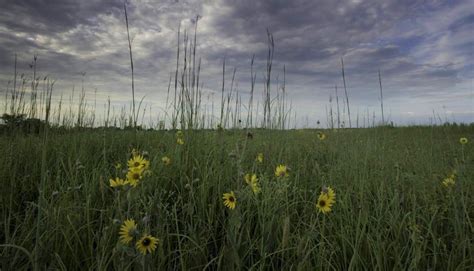 Learn about native prairies at virtual MDC program on Sept. 9 ...
