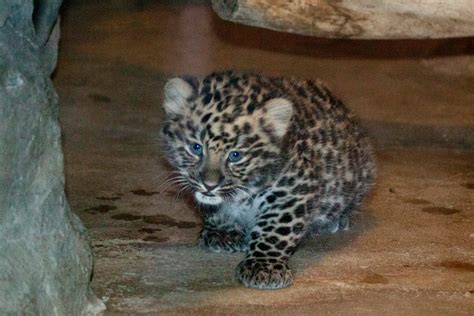 Very Rare Pair Of Amur Leopards Born In Zoo One Of Just Dozens Still