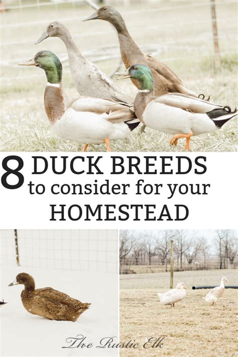 8 Duck Breeds To Consider For Your Homestead Duck Breeds Backyard