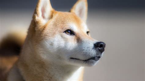 21 Dogs That Look Like Foxes You Will Love Number 5