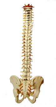 The axial skeleton, comprising the spine, chest and head, contains 80 bones. The Human Spine: Lesson for Kids | Study.com