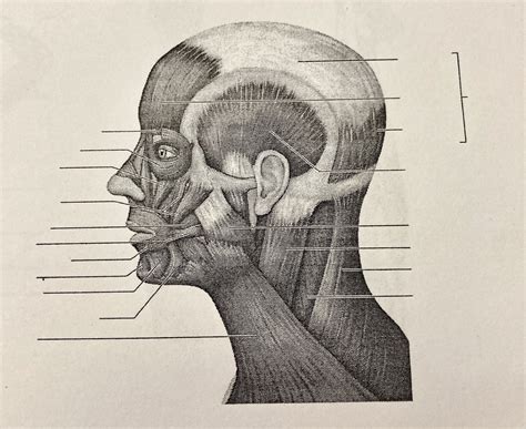 Head Muscles Diagram Quizlet