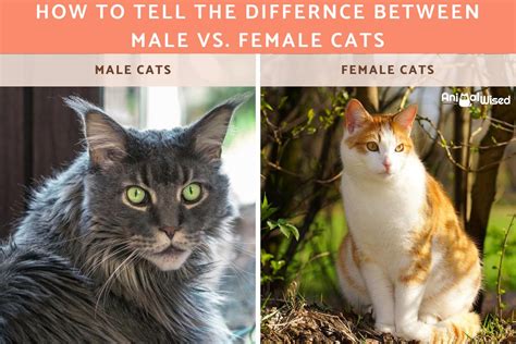 How To Tell The Difference Between Male Vs Female Kittens Sexing Cats With Pictures
