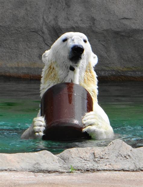 Willy The Polar Bear At The Milwaukee County Zoo Zoochat