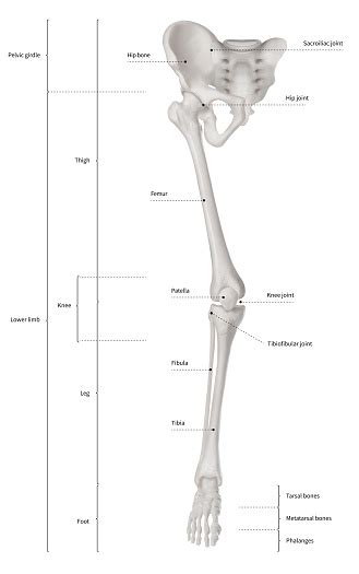 Lower Leg Bone Diagram 11 Best Images Of Blank Skeletal System