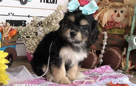 I have some solid black , black and tan, and some black and red. Cavachon Puppies for sale | Cavachon | Cavachon Puppies ...