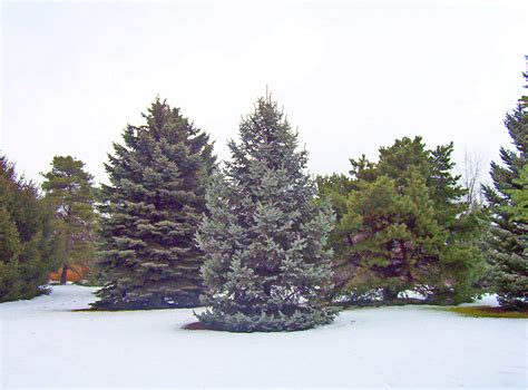 Evergreen Trees In Snow Free Stock Photo Public Domain Pictures