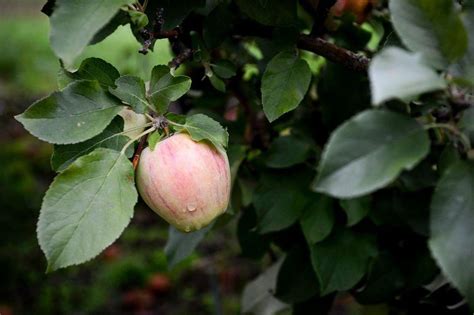 9 Unusual Heirloom Apples To Look For In Michigan This Fall