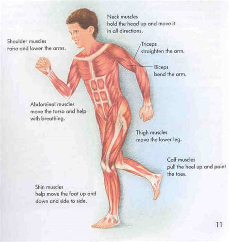Click on the labels below to find out more about your muscles. Muscle Facts for Kids
