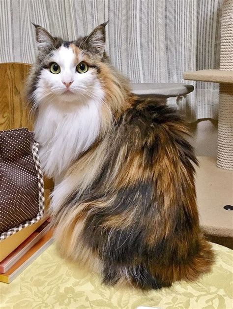 white long haired calico cat