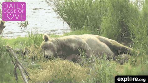 Big Bear Otis Awakens From His Day Long Nap Otis