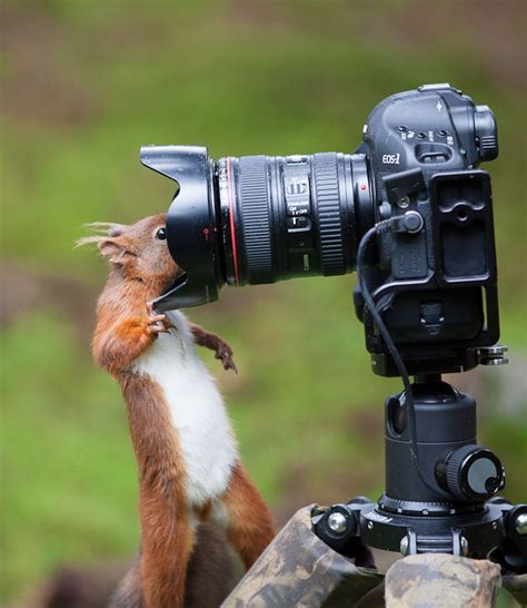 A Red Squirrel Looking Into A Camera Lens Curiosidades Animales
