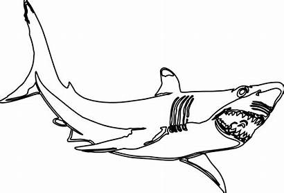 Shark Clipart Drawings Clip Outline Line Transparent