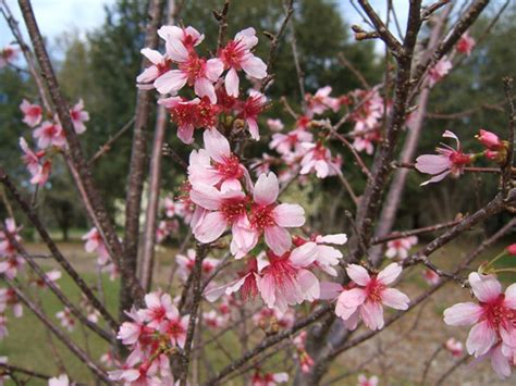 Over 300 varieties of trees and shrubs available. Prunus x 'Okame' Pictures - Trees and Power Lines - Edward ...