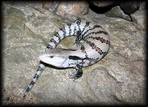 17 Best Images About Blue Tongued Skink On Pinterest Lizard Species