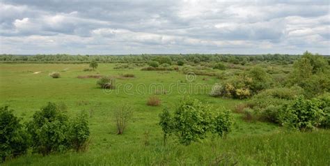 The Nature Of Belarus Summer Meadow With Lush Green Grass Stock Photo
