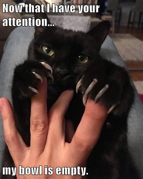 Now That I Have Your Attention Cat Quotes Funny Kittens Funny