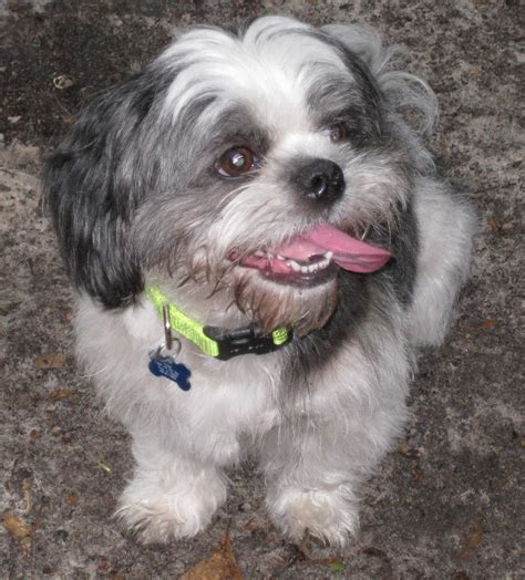 Eager Pup, LLC Positive Training for You and Your Pet Dog | Gainesville FL