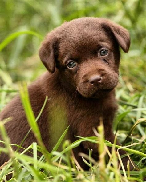 Our labs are special, and every puppy has a unique personality. Tag your friend's | Lab puppies, Chocolate lab puppies ...