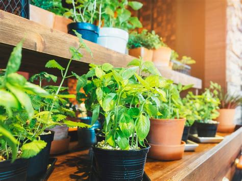 How To Grow Indoor Edible Garden