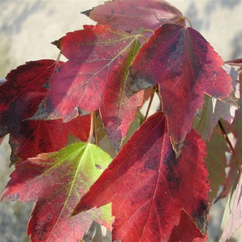 Acer Rubrum Red Sunset Red Maple Mid Valley Trees